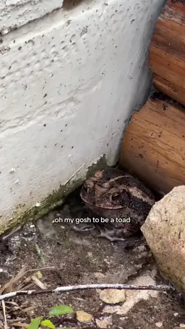 I want to be this toad under a hose. 