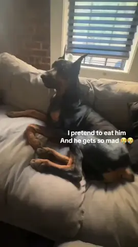 I love annoying him 😭 🎬| Credit to @1027gen via TT/IG 🔖 📲| Check their awesome page & give them a follow 📌 (All rights are reserved & belong to their respective owners) . . . . . #dobermanuk #dobermanlovely #dobiepride #dobermans #dobermanpinscher_akc #dobermanpinscherpups #doberman_pinschers #dobermanpuppy #dobermanpinscherclubofamerica #dobiemom #dobielove #dobermanpinschersofinstagram #dobermanpinscherrescueofatlanta #dobielife