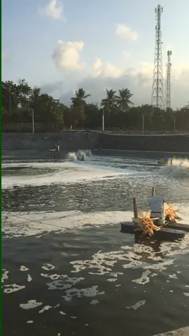 😍 #udangvaname #vanamedewata🦐 #masukberanda #fyp #budidayaudangvaname #petambakmuda #xybca #salamsatuanco #kulitambak #karangasem #bali 