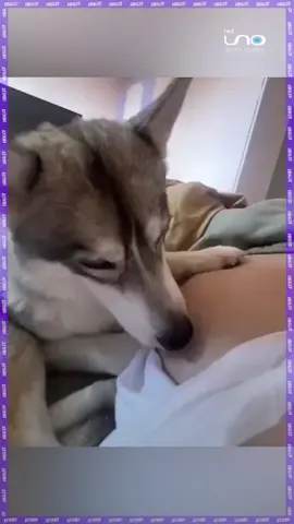 #Virales | Este perro no puede creer lo que siente cuando el bebé patea la barriga de su dueña. ¡Su reacción es demasiado adorable! 😍🐾  🔗▶️ Más información en: www.reduno.com.bo #RedUno #RedUnoDigital #Notivisión #fyp #Virales #Ternura #PerrosYBebés #ReacciónAdorable #husky #pregnant #huskywithbaby #huskysoftiktok #pregnantlife #pregnantbelly #huskylove