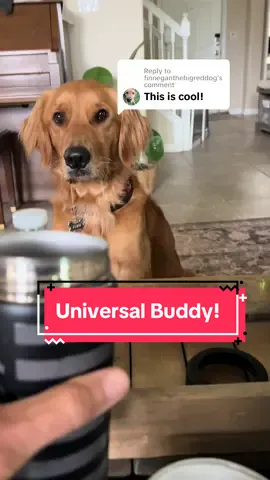 Replying to @finneganthebigreddog This coozie  is ingenious from @Frost Buddy . This price won’t last forever and with free shipping get it for the 4th festivities. You’ll be the hit of the party. #finntastic #tumbler #Summer #coozie #tumblersoftiktok #tiktokshop #patriotic #4thofjuly 