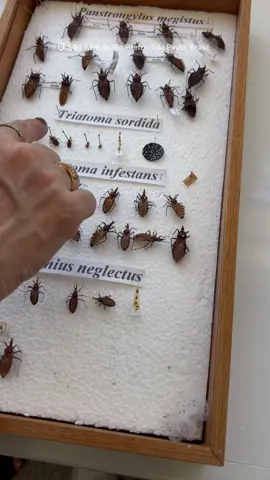 O bicho barbeiro, também conhecido como triatomíneo, é um inseto que transmite a doença de Chagas, causada pelo Trypanosoma cruzi. Em São Paulo, incluindo São José do Rio Preto, espécies como Triatoma infestans e Triatoma brasiliensis são comuns. A doença pode apresentar sintomas agudos como febre e inchaço no local da picada, e, cronicamente, afetar o coração e o sistema digestivo. Se encontrar um barbeiro, capture-o com cuidado e leve para identificação em um serviço de saúde. É importante procurar um médico se houver picada ou sintomas sugestivos da doença de Chagas.