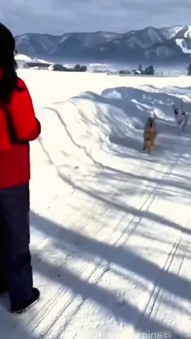 Funny dogs compilation #funnydog #funnypet #cutedog #dogsoftiktok #doglover #dog 
