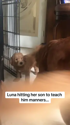He waited a long time for his revenge… @lunathatgolden  #goldendoodle #goldenretriever #funnydogs #transition 