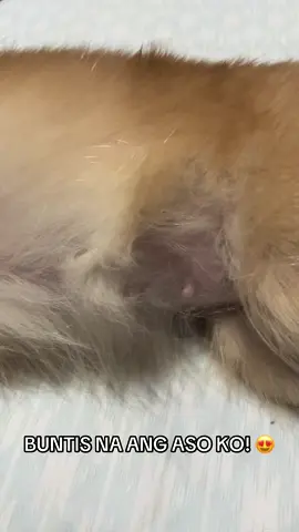 Buntis na ang pompom ko! 🥹🐶❤️ #fyp #foryoupage #pomeranian #pompom #pregnantdog #dogbreeds