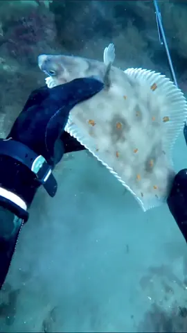 Catch and release #spearfishing #flounder 