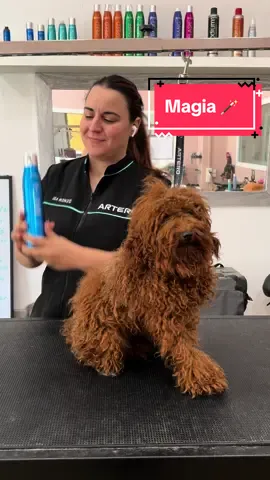Desenredante Artero Matt-X 💙 @Artero Pet Care #caniche #perro #peluqueriacanina #valencia 