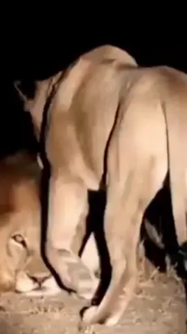 the bigger southern black dam male was seen mating with one of the Monwana pride female recently, he's probably never gonna go back for his brother. #lioncubs🦁 #lioness #fyp #fypviraltiktok🖤シ゚☆♡viral #fy #liondocumentary #lionmale 