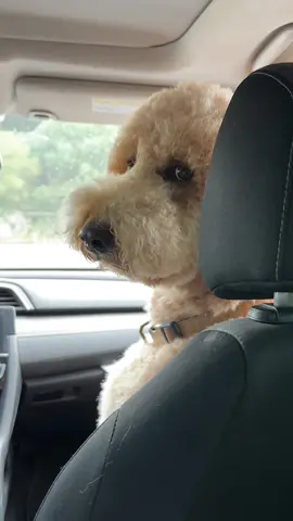 he gets first dibs #dogtok #dogsoftiktok #dogs #pets #funnydog #dating #fyp 