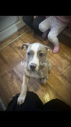 #CapCut #enzo #staffy #staffordshirebullterrier #dogsoftiktok #doggies #dog #dogfather #myboy #puppy 