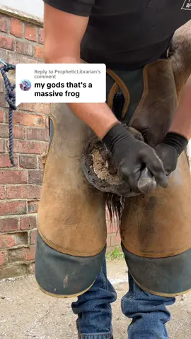 Replying to @PropheticLibrarian yeah he’s got huge feet for his size. They are around 6 3/4” front to back and he’s only around 15hh 😮‍💨 you know what they say 🤭 #farriersoftiktok #farrier #fyp #fypシ゚viral #foryou #oddlysatisfying #satisfying #fypage #viral #forfarriersbyfarriers 