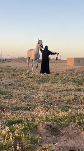 منيره #ماشاءالله_تبارك_الله #اكسبلور #خيل_وخياله🐎 #explore #حائل #مربط_شوق_الاصايل 