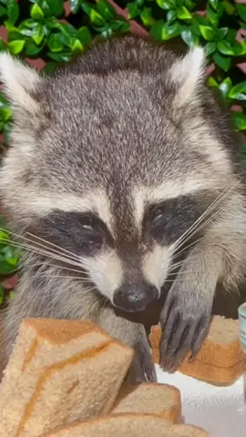Wild raccoon is eating peanut butter #raccoon #asmr #raccoonsoftiktok #eating #theraccoonvillage #fyp 