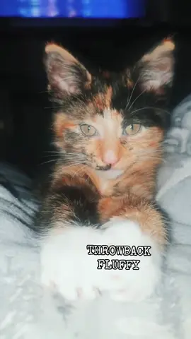 Throwback.. #foryoupage #fyp #EURO2024 #catsoftiktok #trending #Love 