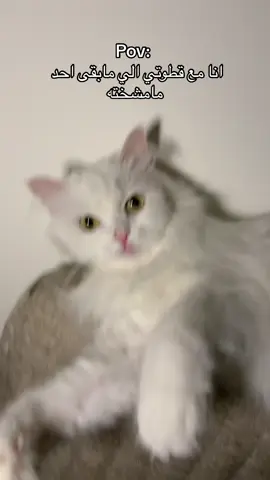 * ماشاء الله *  شدعوة ترا مشخه الميو ماتوجع 🤨 #explore #الشعب_الصيني_ماله_حل😂😂 #السعودية 