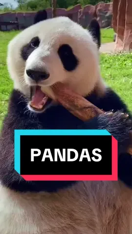 Fun Panda Facts! #pandas #panda #animals #animalsoftiktok 