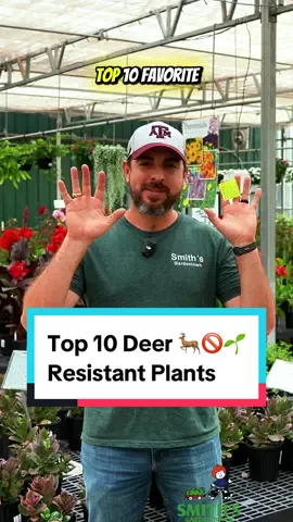 Top 10 Deer resistant plants for your landscaping. #smithsgardentown #deerresistantplants #gardening #landscapedesign #perennials #plants #top10 #landscapingplants #plantsdeerhate 