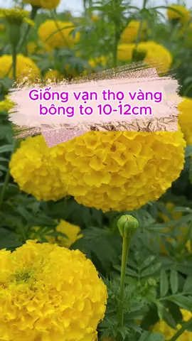 Giống hoa vạn thọ vàng bông to 10 đến 12cm #hatgionghoavantho #hoavantho #hoacucvantho #hatgiong #hatgionghoa