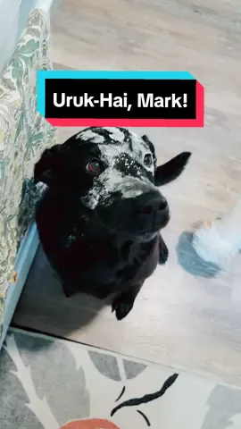 Felt cute, might tale the hobbits to Isengard later #lordoftherings #lotr #lordoftheringsmeme  #whomdoyouserve #dogsoftiktok #isengard #blacklab 