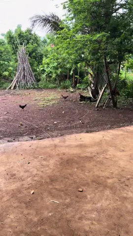 #សុំបេះដូងម្នាក់មួយមកok🙏អ្នកអត់រឹក #ត្បូងឃ្មុំផ្ទះខ្ញុំ🏠💗😊 