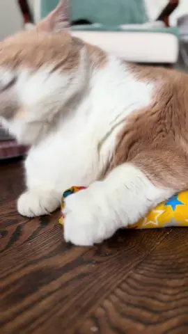 Biggie and his catnip baby ASMR 😂 #asmrcat #asmrcats #chonkycats 