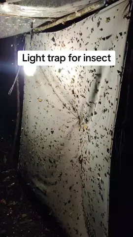 Light trap for insect. #insect #insecthunter #beetle #Borneo 