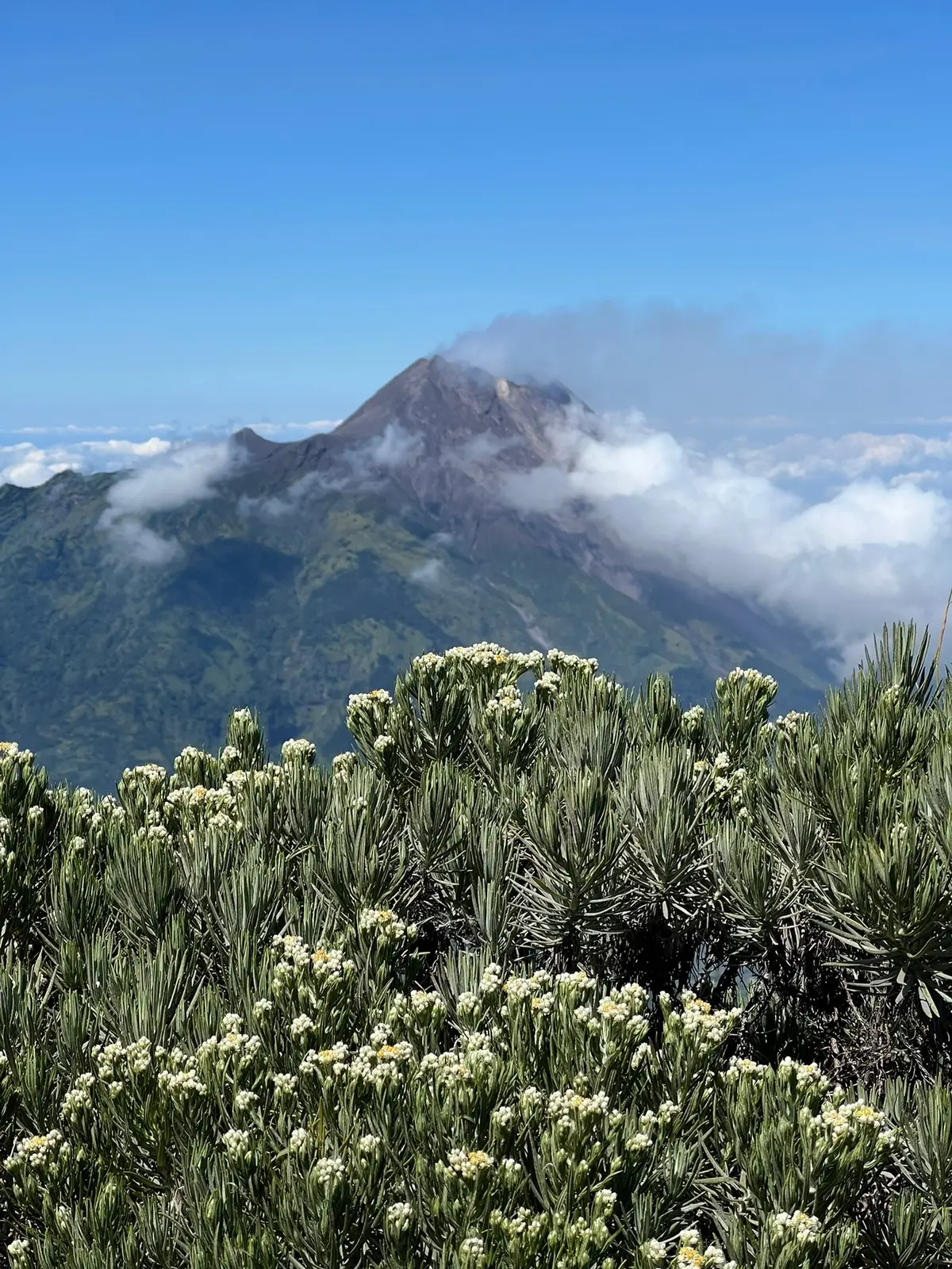 Wallpaper gratis nihh 🏔️ #wallpaper #gunungindonesia #merbabu #merbabumountain #merbabu3142mdpl #foryoupage #masukberanda 