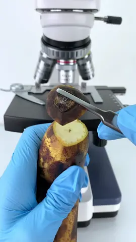 Spoiled banana look cool at 400x magnification!#microscope 