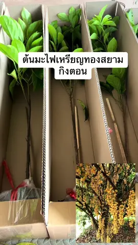 🍒มะไฟเหรียญทองสยาม ลูกใหญ่ ดก หวาน รสชาติดีต้องมะไฟหวานเหรียญทองสนาม ใครชอบมะไฟไม่ควรผลาด เพราะเนื้อเยอะ เม็ดลีบ ปลูกง่าย 