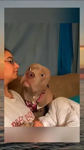 #dog #cat #cute #catvideo #cutcat #funny #pet #funnyvideo #kitty #foryou  #keşfetbeniöneçıkar 