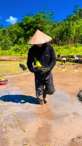 Dưới ánh nắng ban mai, những người nông dân còng lưng cấy lúa trên cánh đồng bùn lầy, đôi tay thoăn thoắt cấy từng cây mạ non, tạo nên khung cảnh lao động cần mẫn và đẹp đẽ