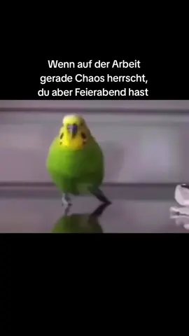 Wenn es auf der Arbeit mal drüber und drunter geht, du aber Feierabend hast 🤣 #Feierabend #Wochenende #fy #viral #foryou #lassteinlikeda #funnyvideos #run #chaos #Freitag #abinswochenende 
