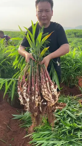 Ginger harvest fresh from famer in rural life #natural #satisfying #fresh #ginger #harvest 