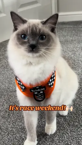 Pearl getting in the race weekend spirit with her Pawmula 1 harness from @TheCraftyDogCo 🧡🏁 #formula1 #f1 #formulaone #mclaren #raceweek #raceweekend #landonorris #oscarpiastri #ragdoll #cat #ragdollcat #indoorcat 