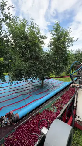 Cách thu hoạch cherry ở nước bạn #cherry 