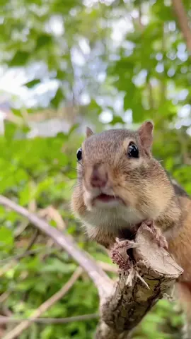 #animals #wildlife #foryou #birds #nature #fpy #snowydelights #wildlifephotography #cute