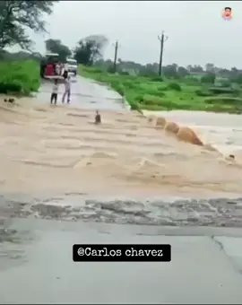 Pero que a pasado Firulais  #denleamor❤ #paratiii #sigameytesigo #joansebastian #cruzarelosriosymontes #porverte #amor #firulais #huracán #alberto #meme 