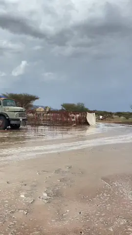 #لايك_متابعه_اكسبلور #الابل_عطايا_الله #بيشه_ابها_عسير 