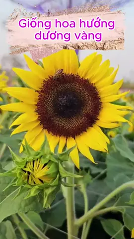 Hạt giống hoa hướng dương vàng bông to dễn trồng #hatgionghoahuongduong #hoahuongduong #hatgionghoa