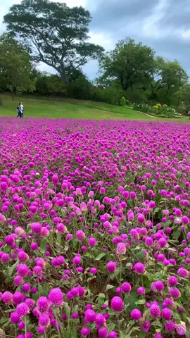 Cánh đồng hoa cúc bách nhật #hoadepbonmua #nhavuonanthang #nhavuonthangan #thegioihoa #hoabachnhat #hoacucnutao 