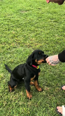 Learning more skills!! Ehehhe #sit #stay #lay #spin #shake #puppytricks #puppytraining #rotweilerpuppy #rottweilersoftiktok #female #rottipuppy #fyp #foryoupage