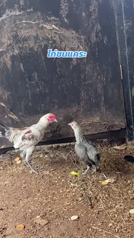 #ไก่ชนแคระ#ไก่ชน#ไก่สวยงาม