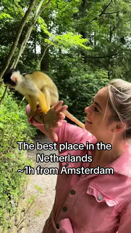 The best place on earth! 🥹 cant wait to be back 🐒  #netherlands #visitnetherlands #hiddengem #mustvisit #apenheul #monkeys #cutemonkey #monkeylover 