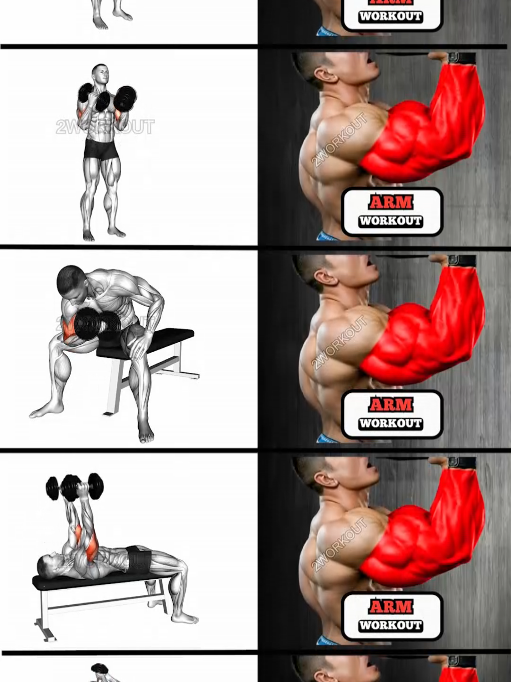 Arm Workout Routine (Biceps+Triceps) #2workout #triceps #armworkout #bicepsworkout #workout #biceps #forearms #tricepsworkout #gyminspiration #fitnessmotivation #gym #gymworkout #Fitness #armday #strength #bodybuilding #workoutroutine #armworkout