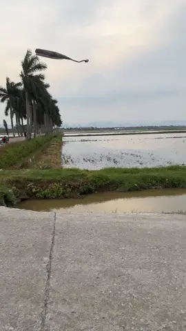 Bô zin nhồi bông lắp cho các đời wave 50/100/110 chạy đường dài tê phải biết nhaa