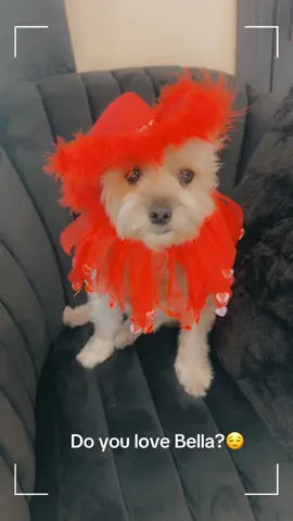 #dog#animal#cutedog#fypシ 