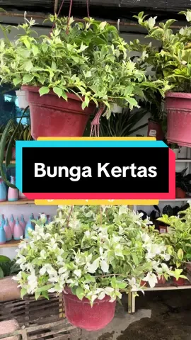 Bunga kertas baru sampai Nursery buka hari2 jam 9.00am-6.00pm Jom datang shopping pokok Fika Flower Landscape  #fikaflowerlandscape #sgbuloh #bougenvilla #bungakertas 