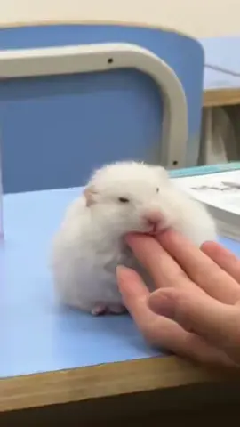 Nay được sen dắt đi học nè #hamster #dongvat #kanapetlover #cute 
