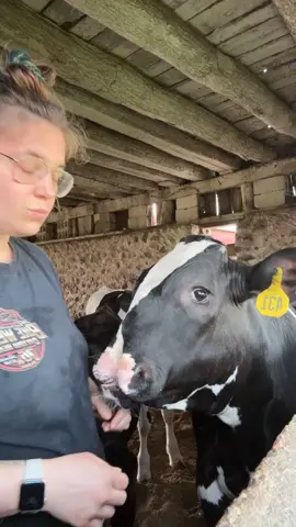 Humanely raised, verbally abused 😅 ##cowsoftiktok##cleftpalate##steer##calves##holstein##beef##cattle##cow##farmtok##dairy##farmlife##Michigan##dairymonth##dairyfarmer