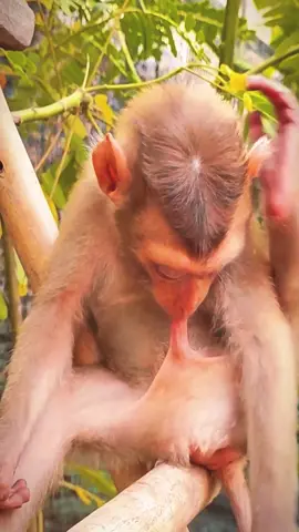 How to relieve the baby monkeys itching #monkey #monkeys #poormonkey #babymonkey #animals #monkeysoftiktok #pet #forest #usa #cutemonkey #cute #rescue #monkeylover #monkeyvideo #wildanimals #wildlife #🐒 #monkey360 #viral #🥹🥹 